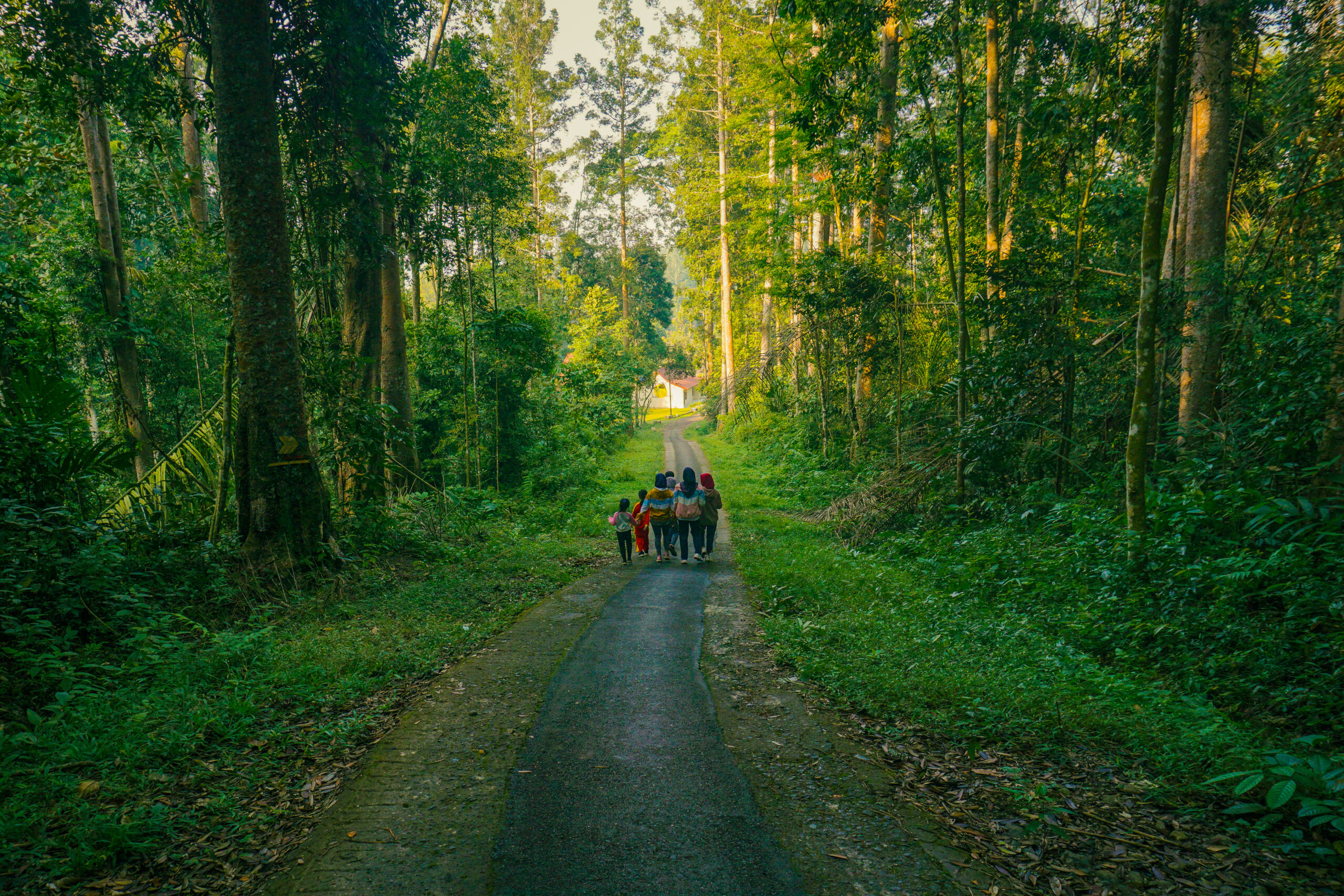 Gunung Walat: A Hidden Forest of Knowledge, Mystery, and Geological Wonder in Sukabumi
